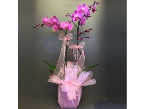 Asil Pembe Orkide 